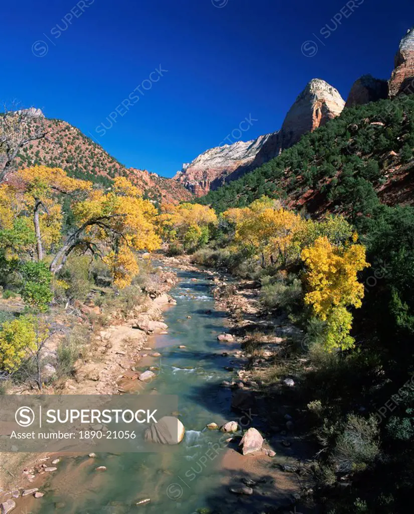Cottonwood trees in golden fall colours along the banks of the Virgin River, the Mountain of the Sun in the background, in the Zion National Park, Uta...