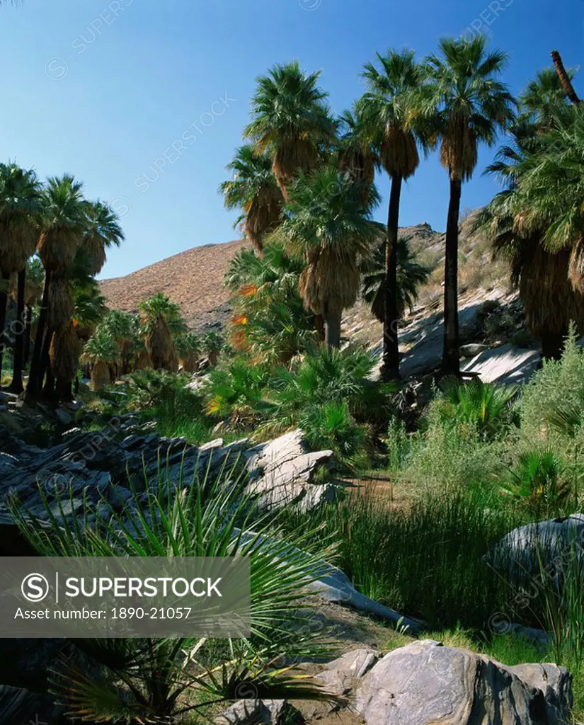 Lush vegetation including palm trees on the banks of a creek in Palm Canyon, Palm Springs, California, United States of America, North America
