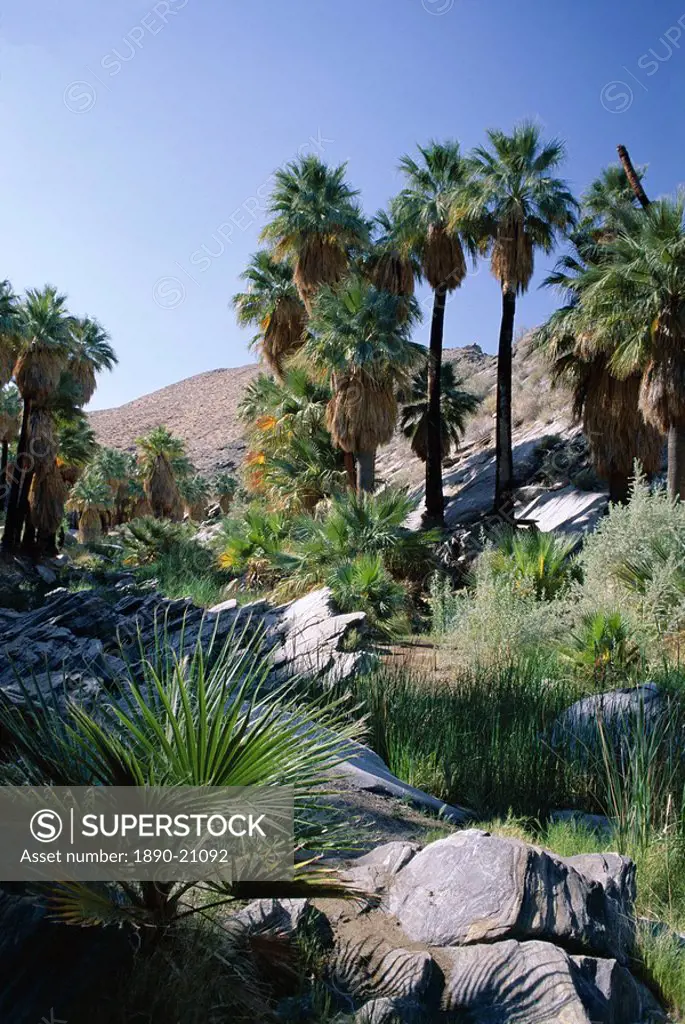 Palm Canyon, Palm Springs, California, United States of America U.S.A., North America