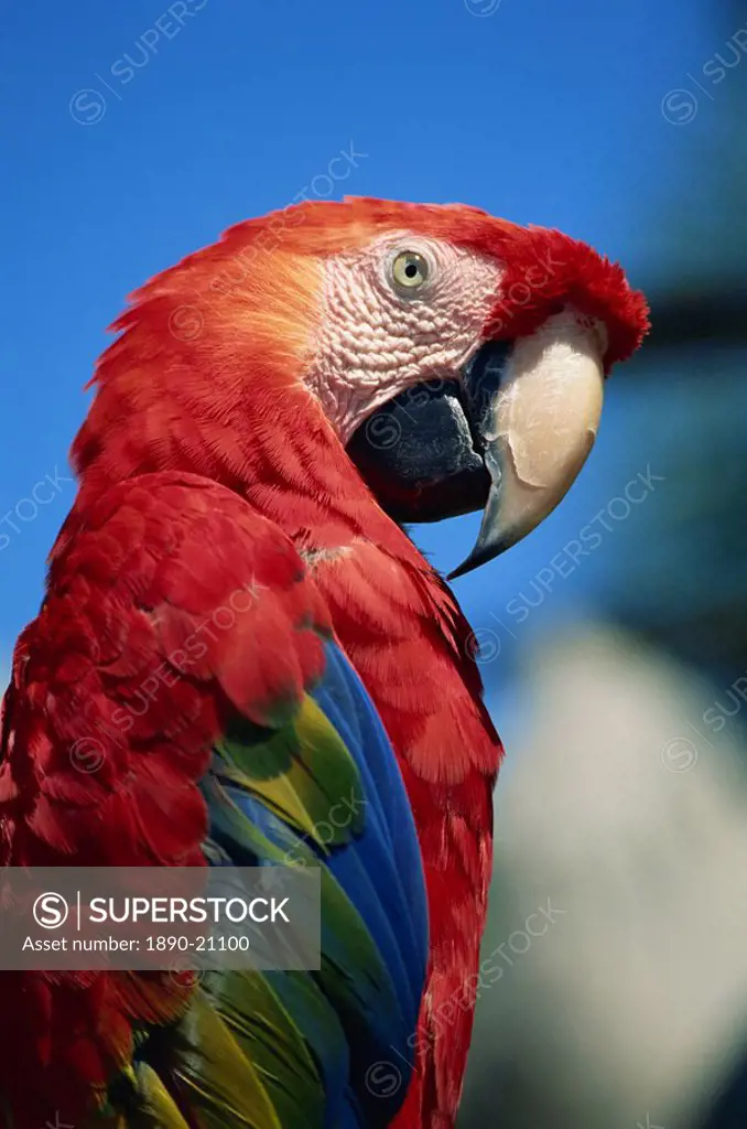 Scarlet Macaw, Seaworld, San Diego, California, United States of America, North America