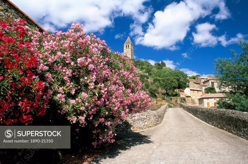 Oleander in flower, with village and 15th century tower beyond, Olargues, Herault, Languedoc_Roussillon, France, Europe