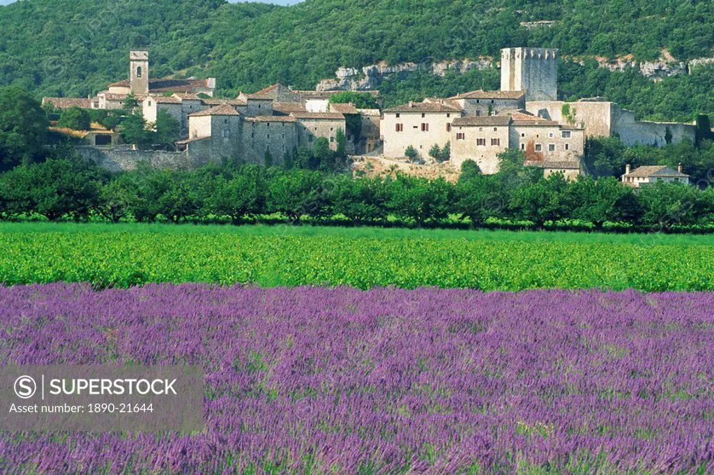 Field of lavender and village of Montclus behind, Gard, Languedoc_Roussillon, France, Europe