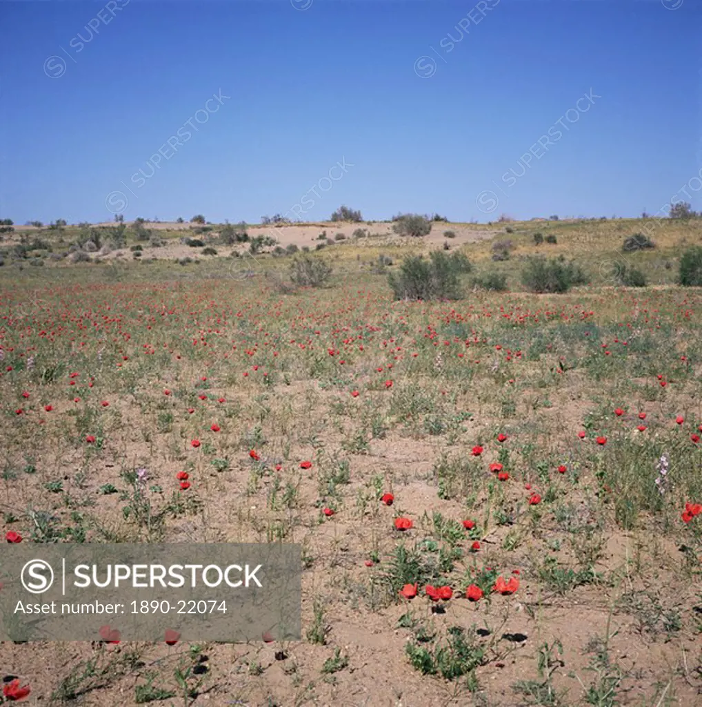 Poppies flowering in the desert for a few days each spring, Kara Kum desert, Uzbekistan, C.I.S., Central Asia, Asia