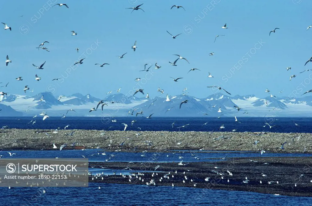 Gulls inhabit the rocky shallows near Longyearbyen airport, Svalbard, Arctic, Norway, Scandinavia, Europe