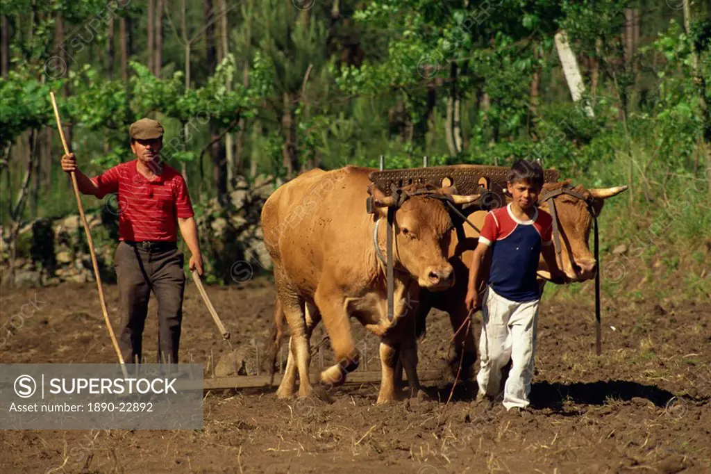 Father and son leading cattle used for raking a field at Minho in the north of Portugal, Europe