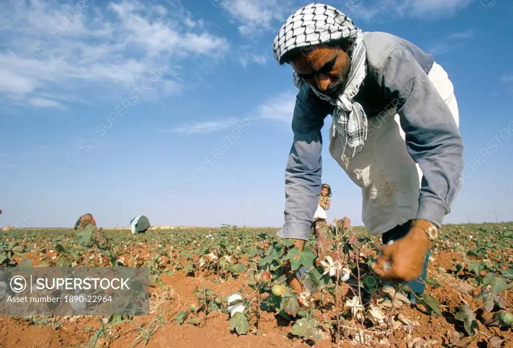 Man picking cotton near Taftanaz, Syria, Middle East