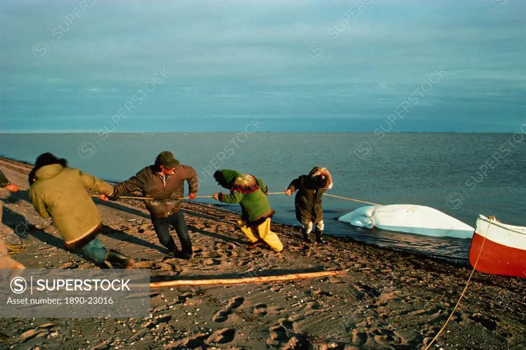Hauling white whale ashore in order to cuyt it up for blubber and meat, Eskimo whaling camp, taken in the 1970s, Beaufort Sea, Northwest Territories, ...