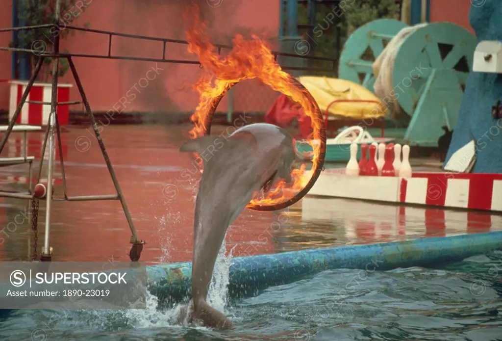 Image taken in the 1970s of a porpoise jumping through a burning ring, Marineland, California, United States of America, North America