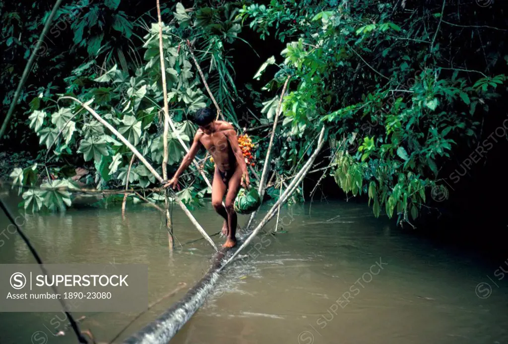 Yanomami man carrying peach palm fruit crossing a river, Brazil, South America