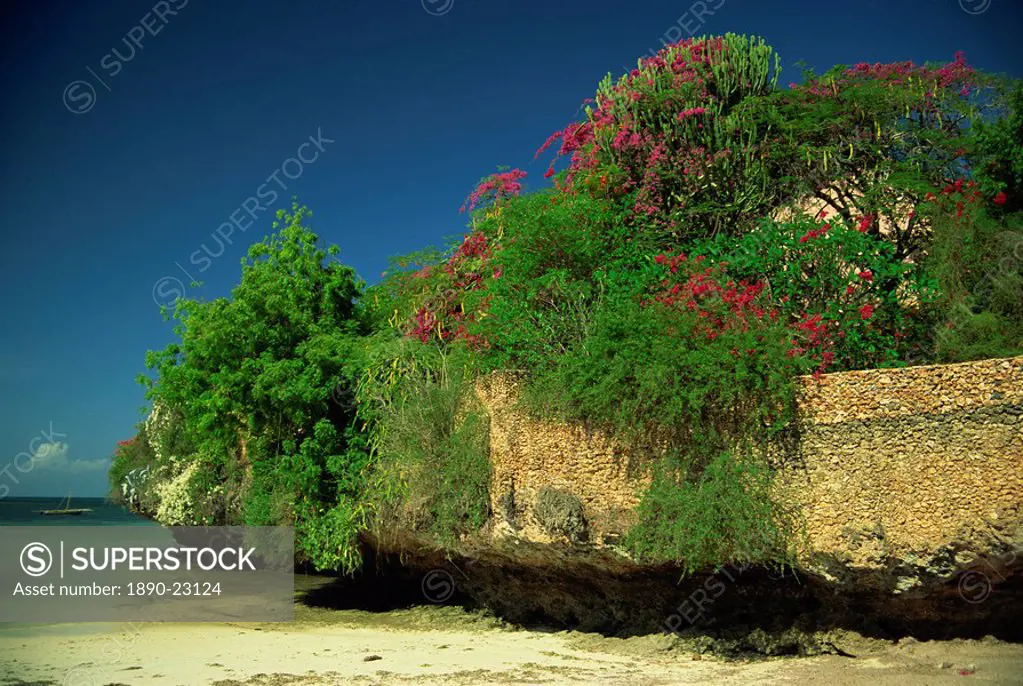 Bougainvillea along wall next to sea, Malindi, Kenya, East Africa, Africa