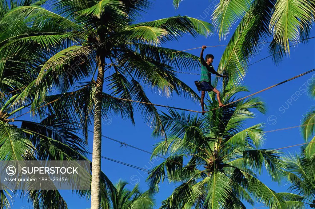 Man tapping toddy from palms, near Ahungalla, Sri Lanka, Asia