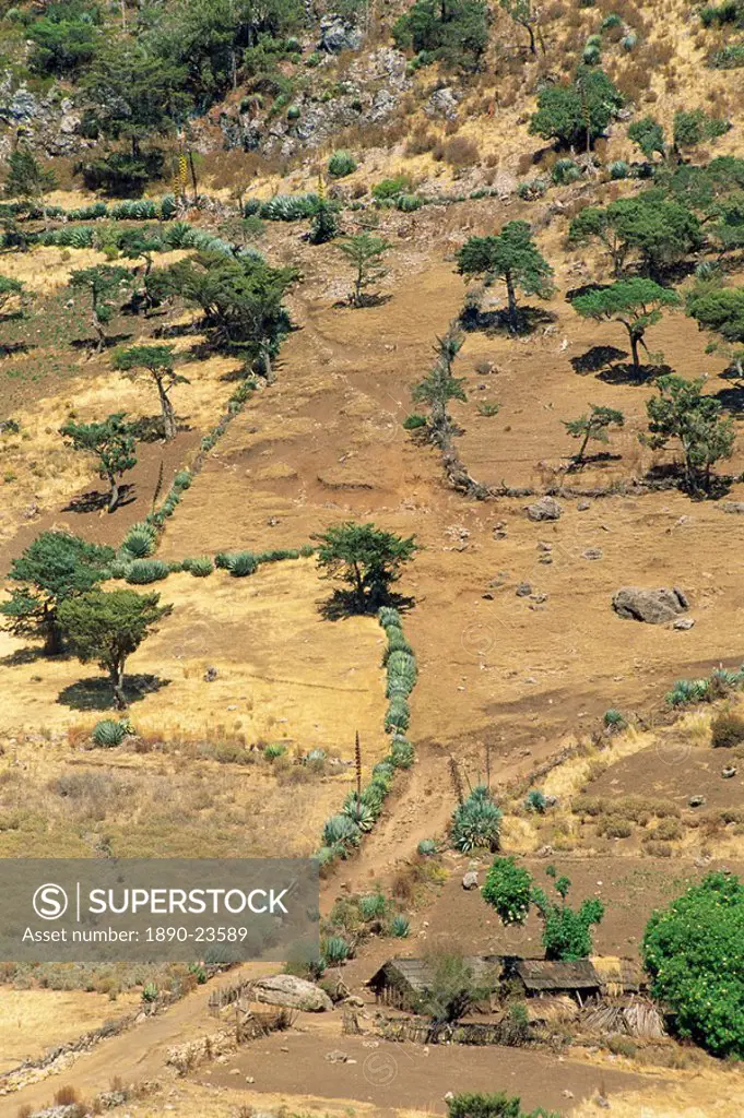 Landscape of trees and cacti in harsh area of Todos Santos in Guatemala, Central America