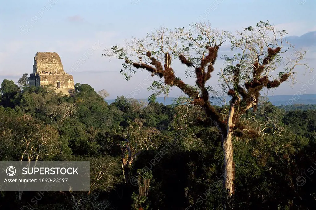 Cedar tree with bromeliades, Temple 4 beyond, Tikal, UNESCO World Heritage Site, Guatemala, Central America