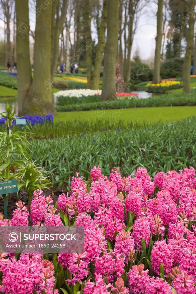 Pink hyacinths, Keukenhof, park and gardens near Amsterdam, Netherlands, Europe
