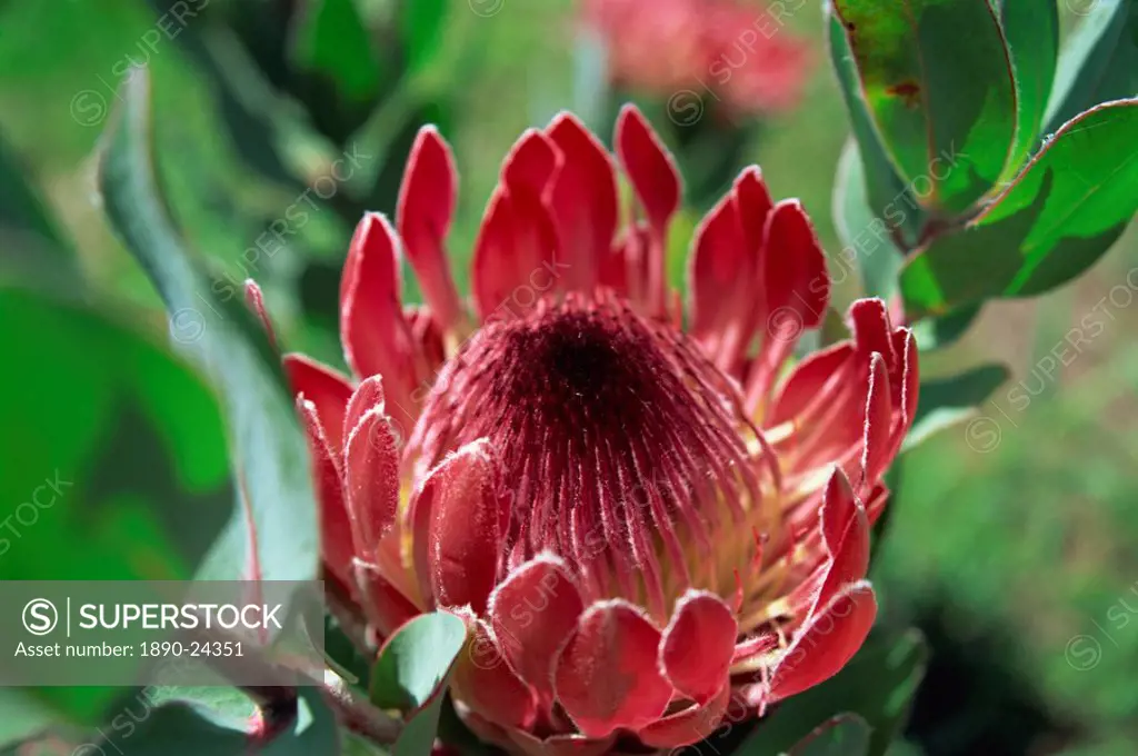 Close_up of Protea flower, taken in South Africa, Africa