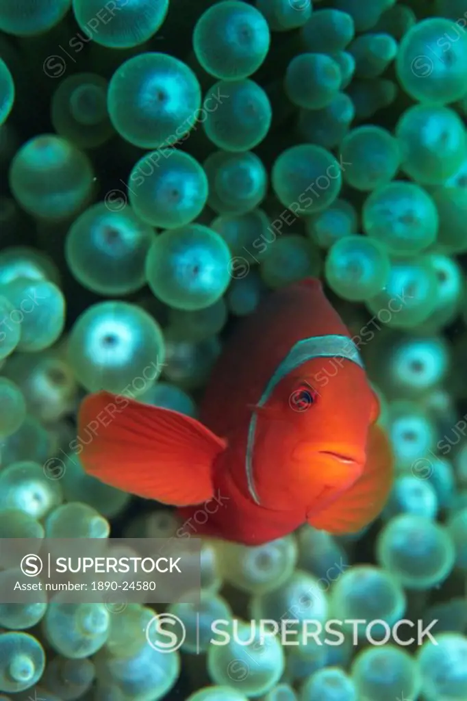 Clownfish Amphiprion are symbiotic with anemones, Gizo, Solomon Islands, Pacific
