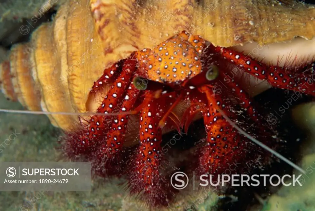 Hermit crab, Sabah, Malaysia, Borneo, Southeast Asia, Asia