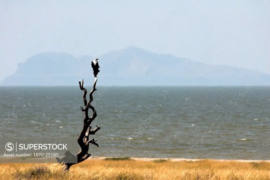 Fish eagle, Lake Turkana, Kenya, East Africa, Africa