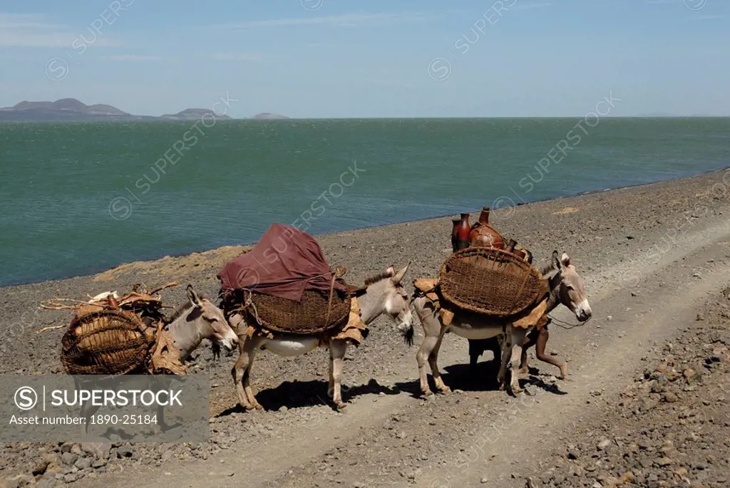 Donkeys, Lake Turkana, Kenya, East Africa, AFrica