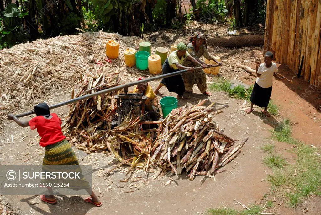 Women pressing sugar cane, Tanzania, East Africa, Africa
