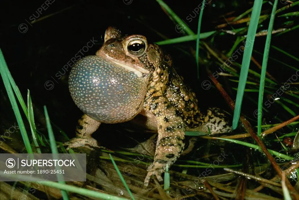Singing American male toad, Eastern Pennsylvania, North America