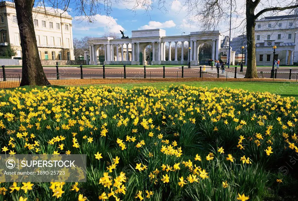 Daffodils in Hyde Park near Hyde Park Corner, London, England, United Kingdom, Europe