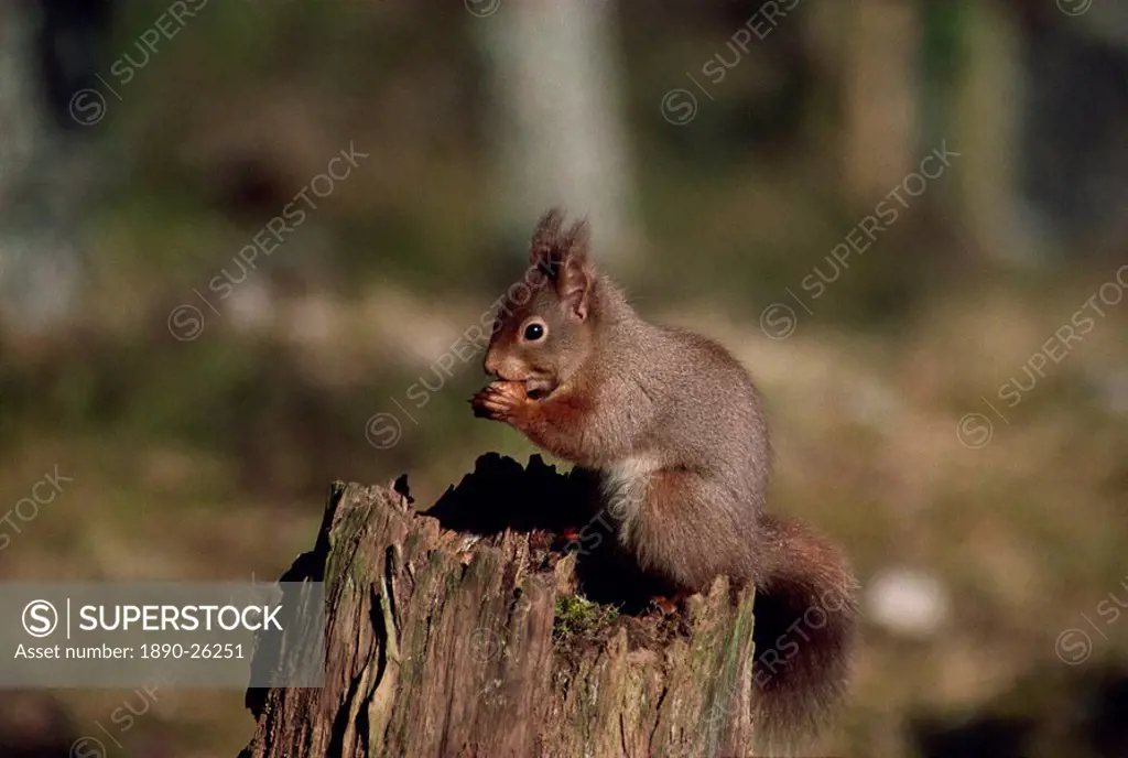 Portrait of a red squirrel, Highlands, Scotland, United Kingdom, Europe