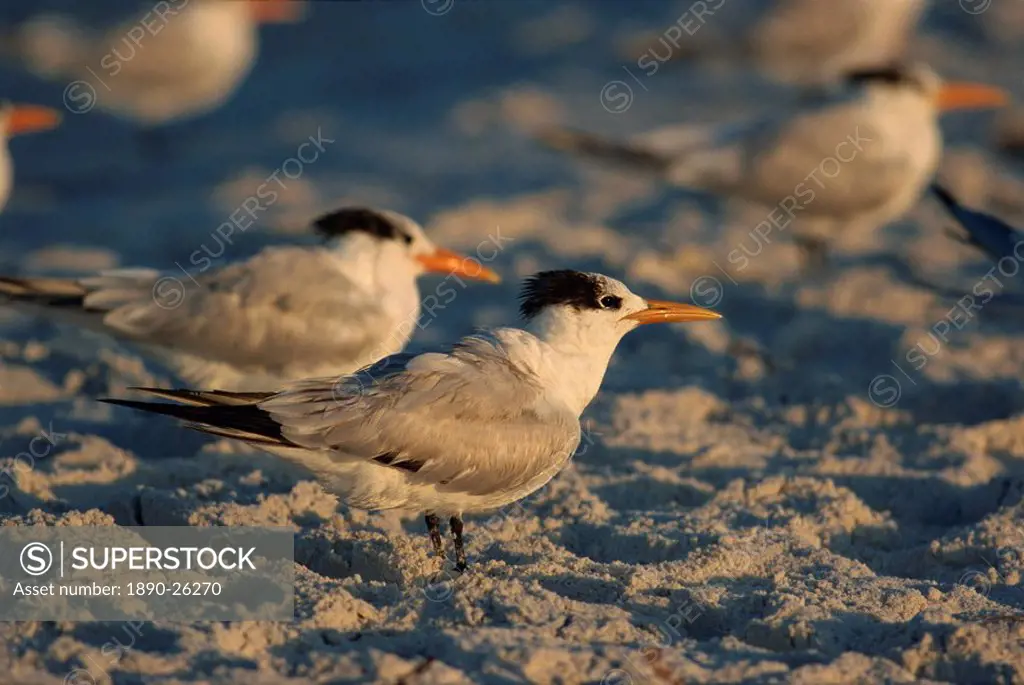 Royal terns, South Florida, United States of America, North America
