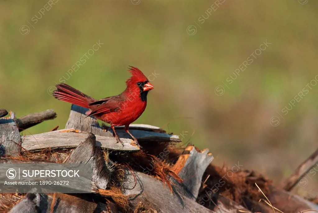 Northern cardinal, South Florida, United States of America, North America