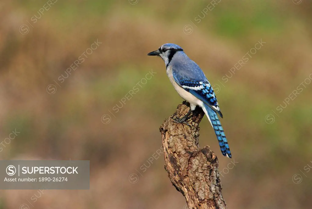 Blue jay, South Florida, United States of America, North America