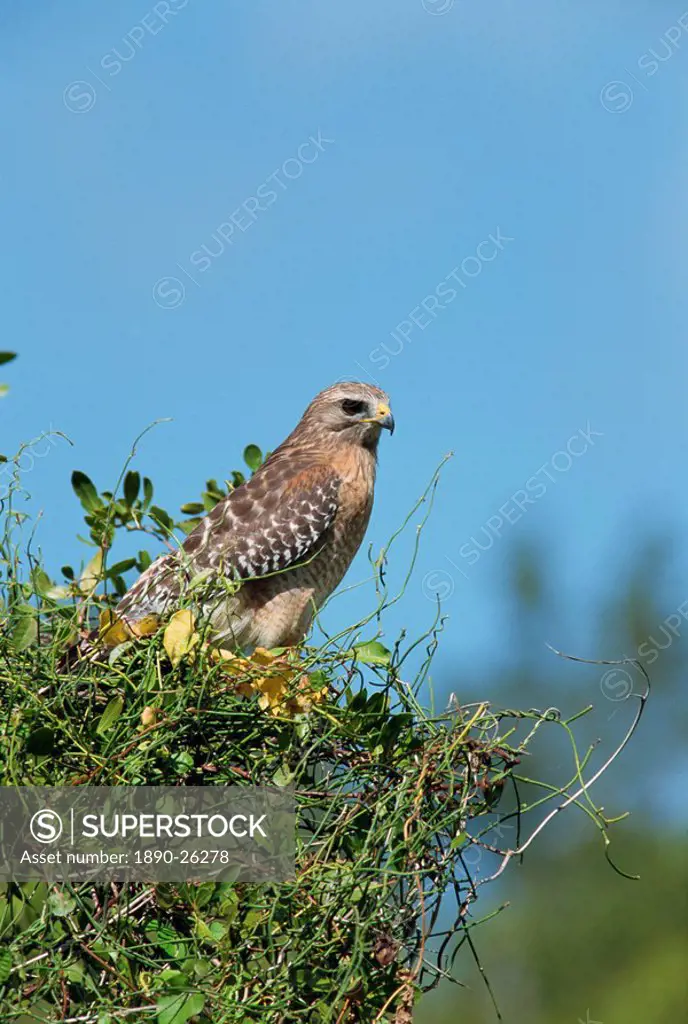 Red_shouldered hawk, South Florida, United States of America, North America
