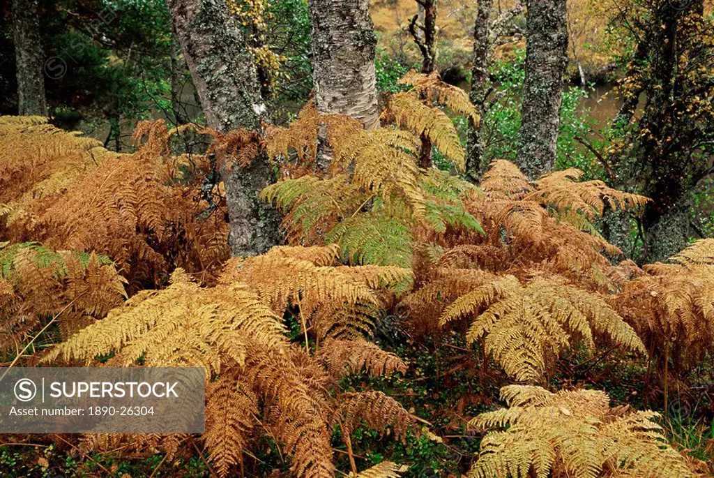 Bracken and birch trees in autumn, Glen Strathfarrar, Highland region, Scotland, United Kingdom, Europe