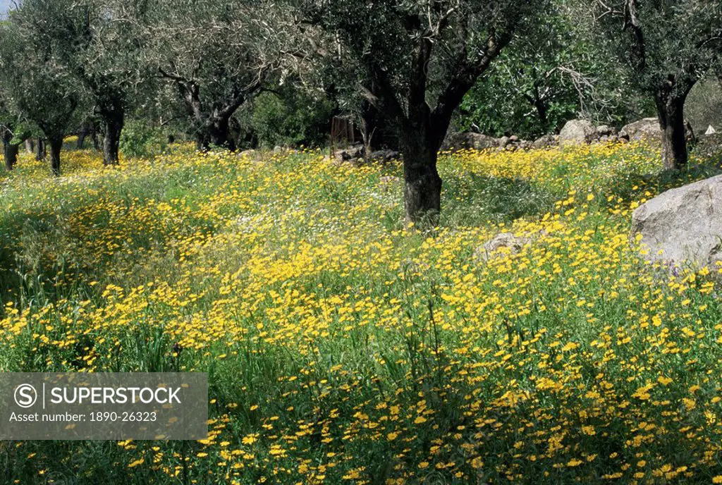 Olive grove with wild flowers, Lesbos, Greece, Europe