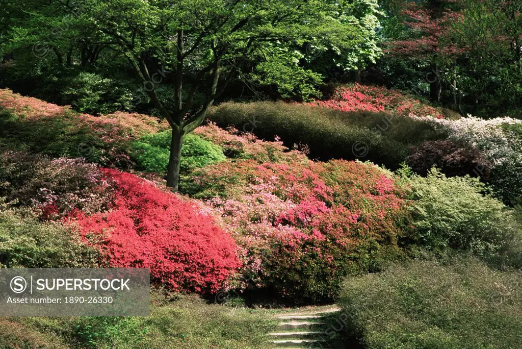 Azaleas in flower, Valley Gardens, Windsor Great Park, Surrey, England, United Kingdom, Europe