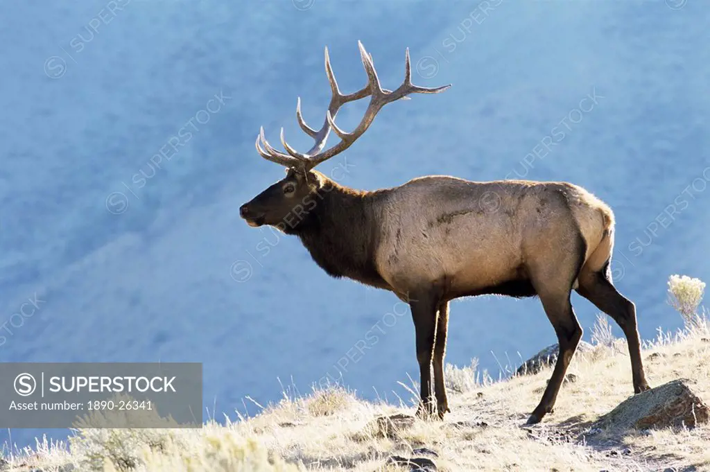 Elk, Yellowstone National Park, Wyoming, United States of America, North America