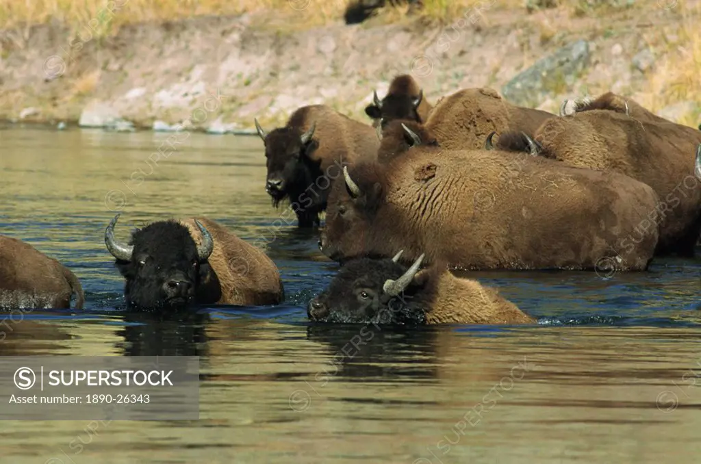 Bison, Madison River, Yellowstone National Park, UNESCO World Heritage Site, Wyoming, United States of America, North America