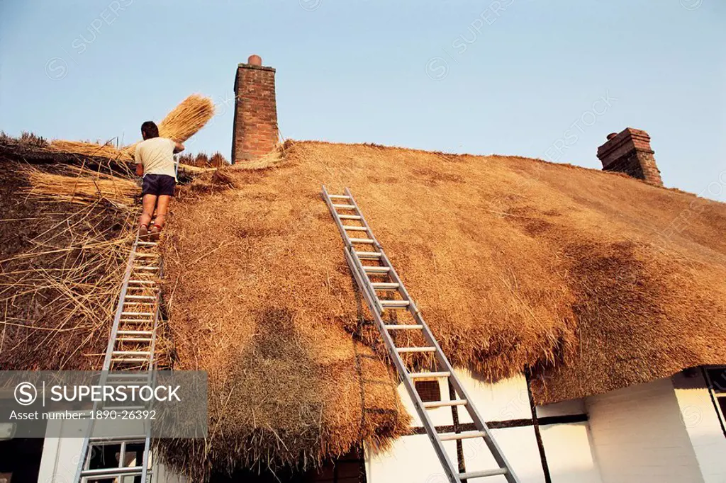 Thatcher at work renewing thatch on cottage, England, United Kingdom, Europe