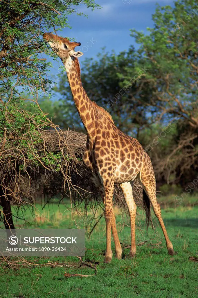 Giraffe grazing, South Africa, Africa