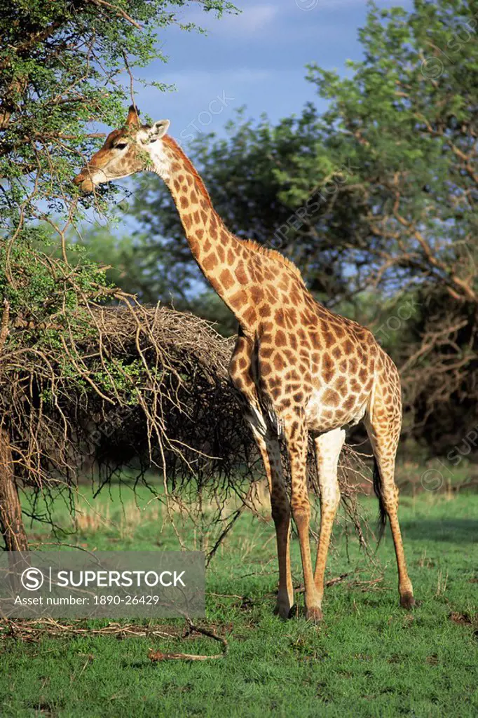 Giraffe, Mkuzi Game Reserve, Natal, South Africa, Africa