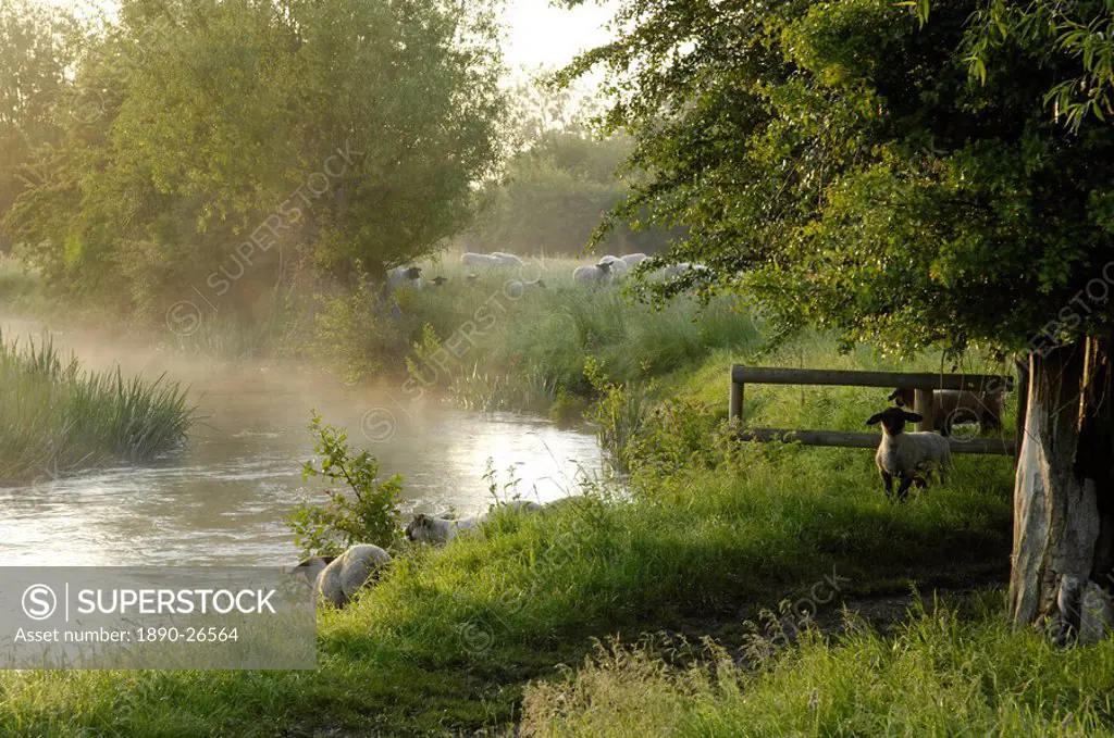 The River Windrush near Burford, Oxfordshire, The Cotswolds, England, United Kingdom, Europe