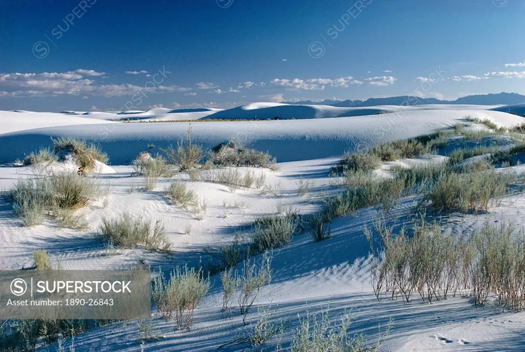 White Sands desert, New Mexico, United States of America U.S.A., North America
