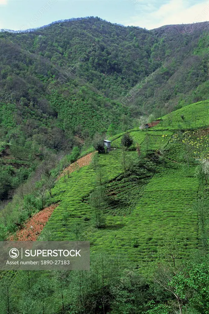 Tea plantation in the hills near Trabzon in Anatolia, Turkey, Asia Minor, Eurasia