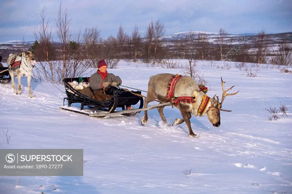 Southern Lapp with reindeer sledge, Roros, Norway, Scandinavia, Europe