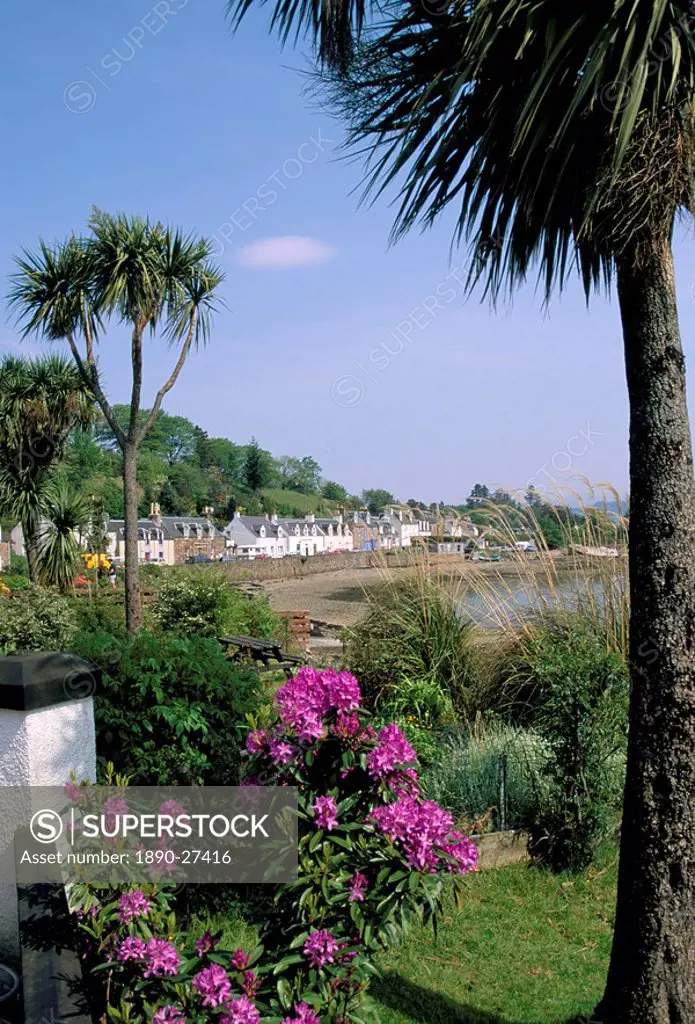 Palm trees, Plockton at the mouth of Loch Carron, Highlands, Scotland, United Kingdom, Europe
