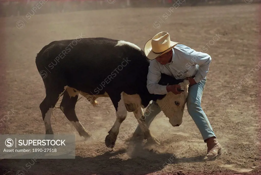 Cowboy wrestling a cow, New Mexico, United States of America, North America
