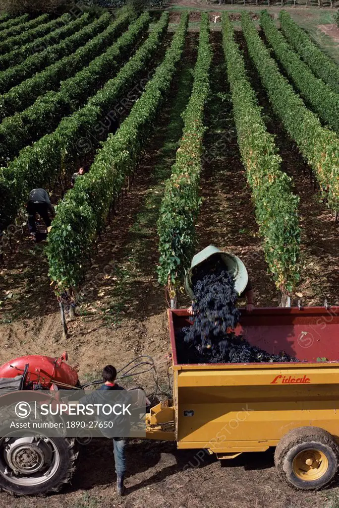 Harvesting grapes, St. Emilion area, Aquitaine, France, Europe