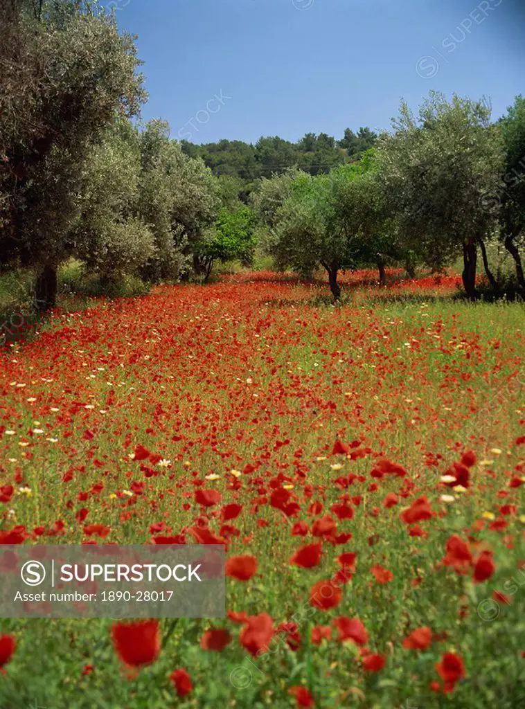 Wild flowers including poppies in a grove of trees, on the island of Rhodes, Dodecanese, Greek Islands, Greece, Europe