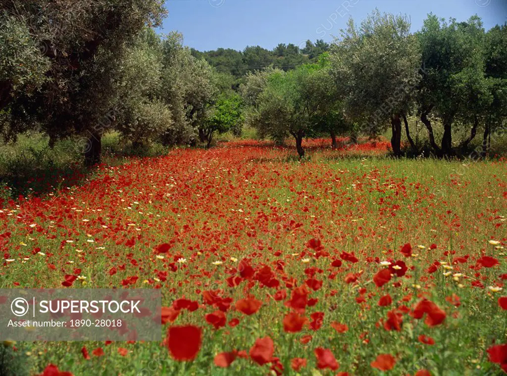 Wild flowers including poppies in a grove of trees, on the island of Rhodes, Dodecanese, Greek Islands, Greece, Europe