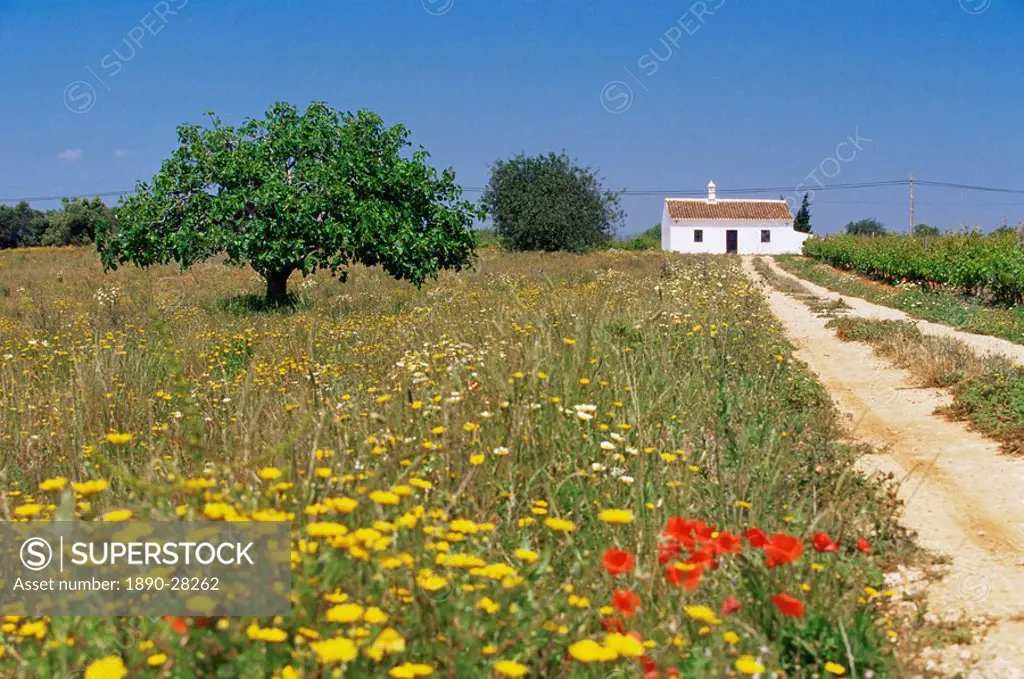 Wild flowers near Tavira, Algarve, Portugal, Europe