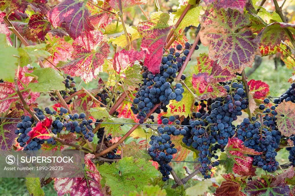 Autumn grapes and vines, Denbies vineyard, Dorking, Surrey, England, United Kingdom, Europe